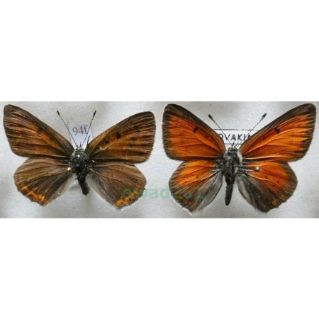 Lycaena hippothoe (Linnaeus, 1761) pair Czerwończyk płomieniec Czech, Slovakia94f